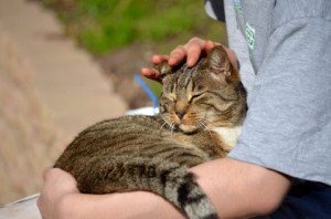 寂しいならペット飼う